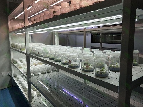 江宁植物组织培养实验室设计建设方案